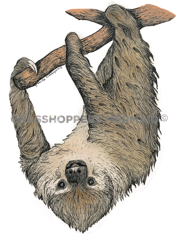 Two-Toed Sloth