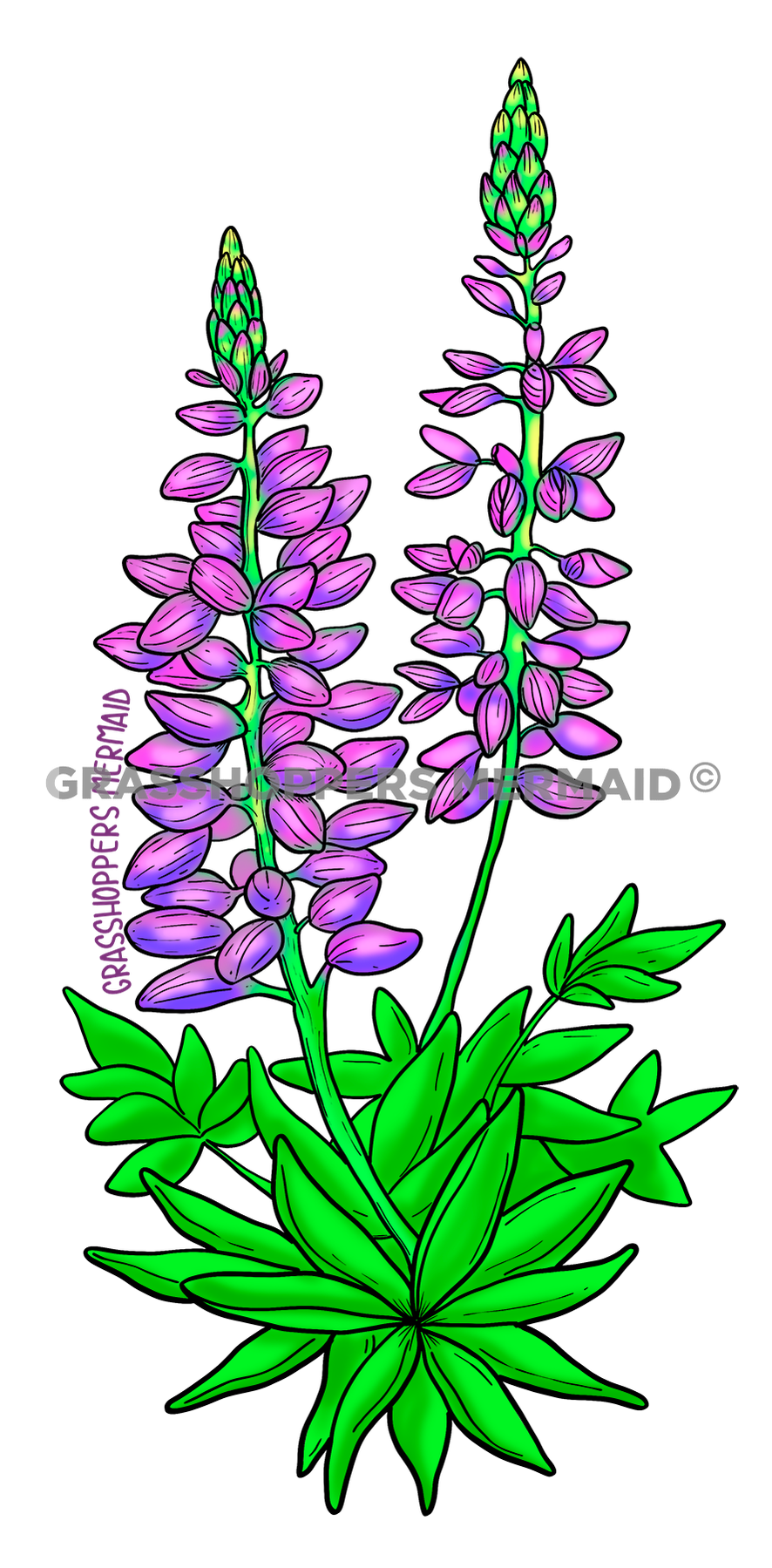 Lupine