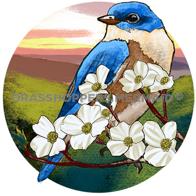 Bluebird Sunrise