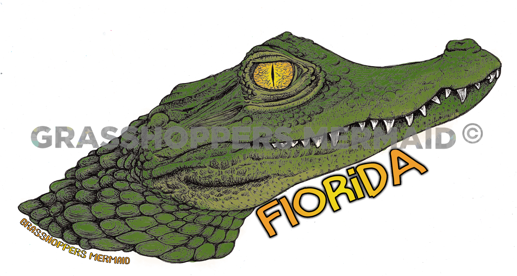 Alligator