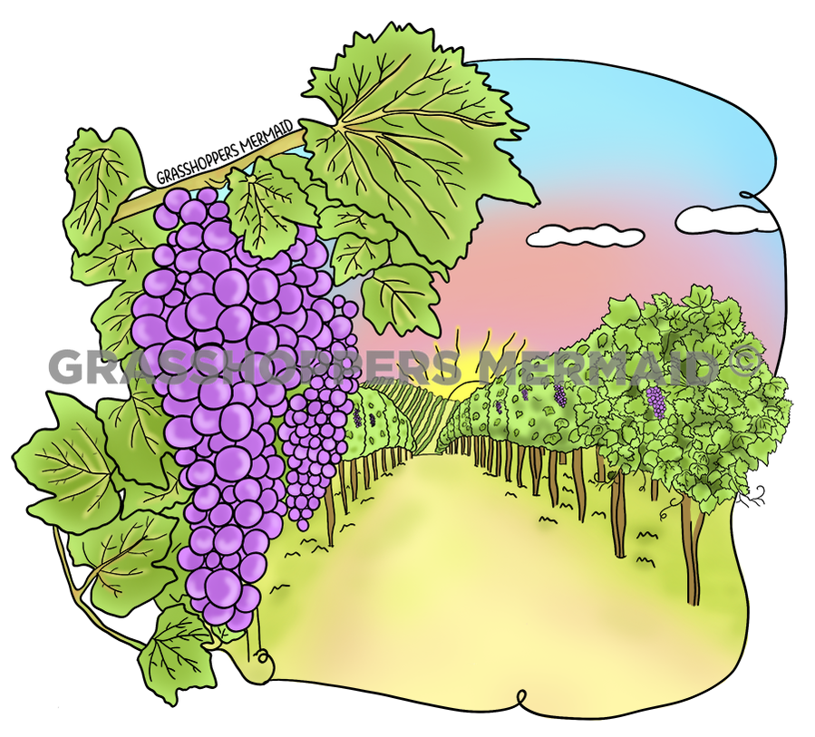 Vineyard