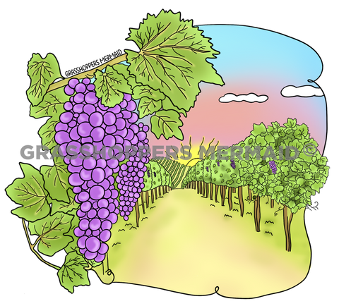 Vineyard