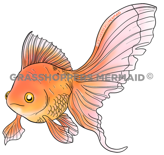 Fancy Goldfish