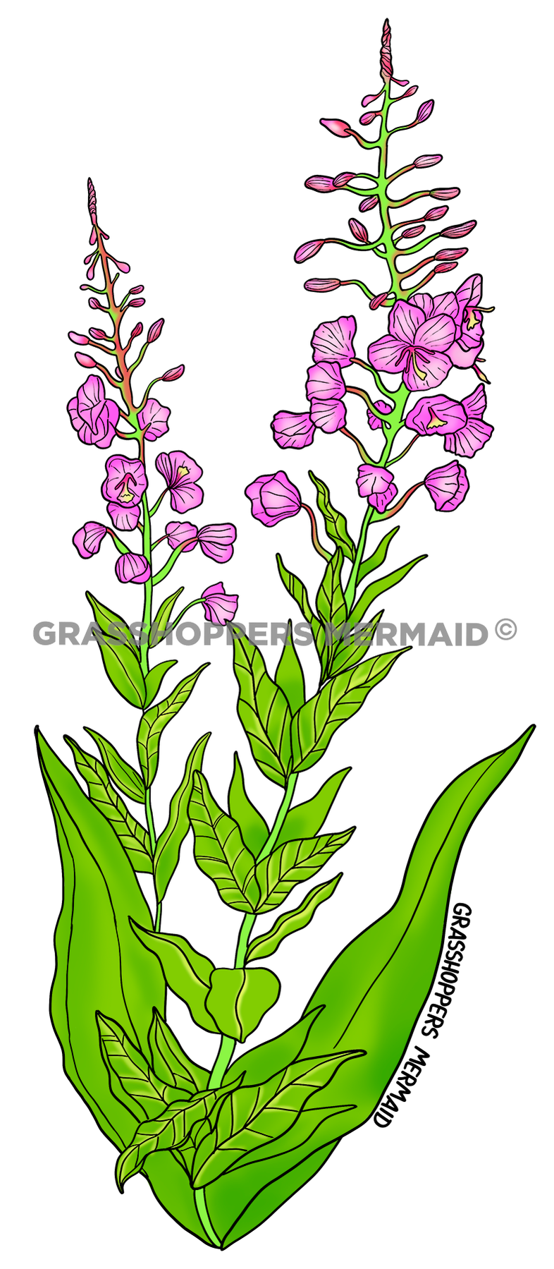 Fireweed Flower