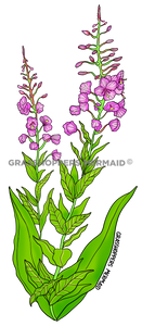 Fireweed Flower
