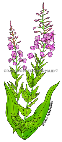 Fireweed Flower