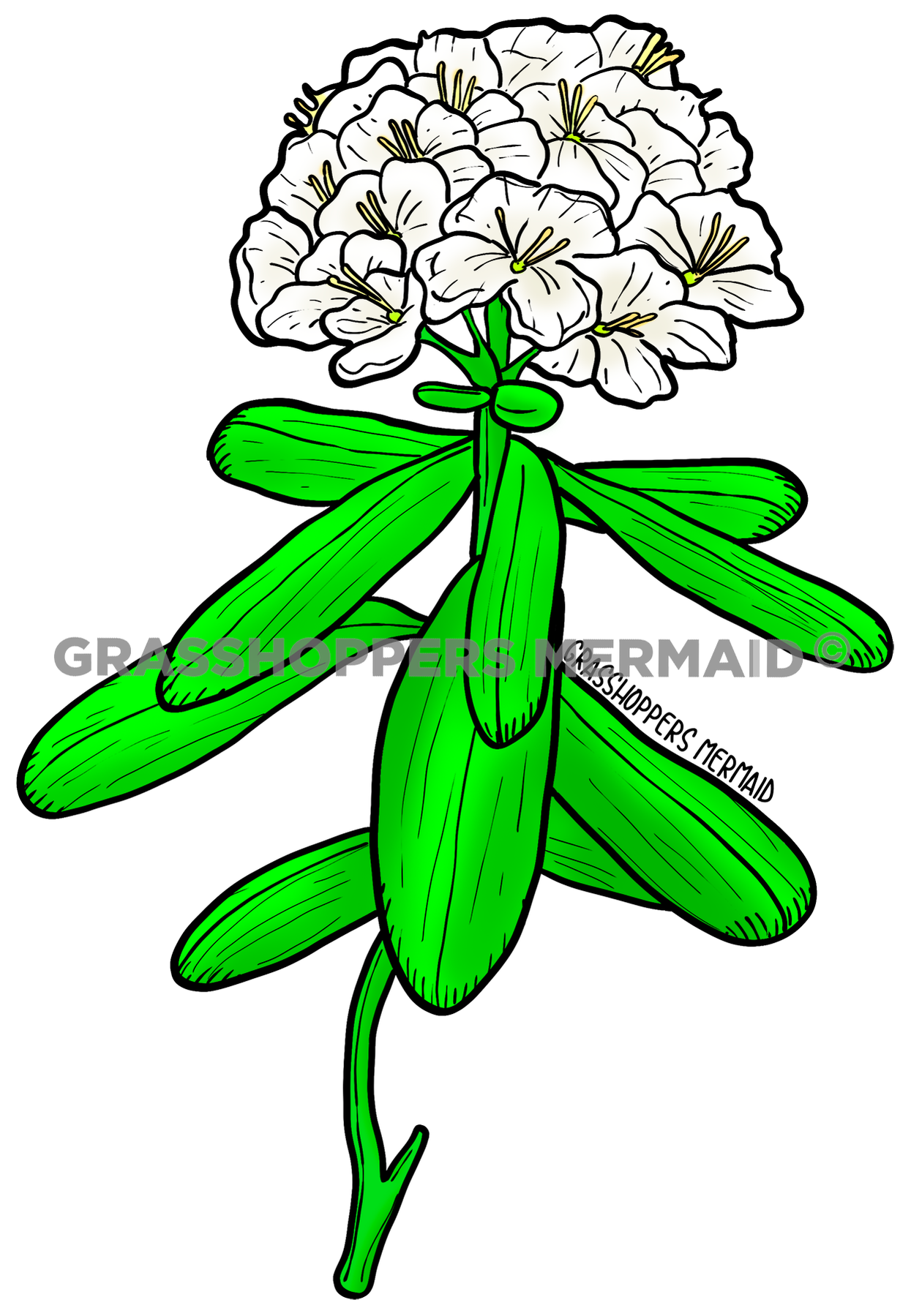 Labrador Tea