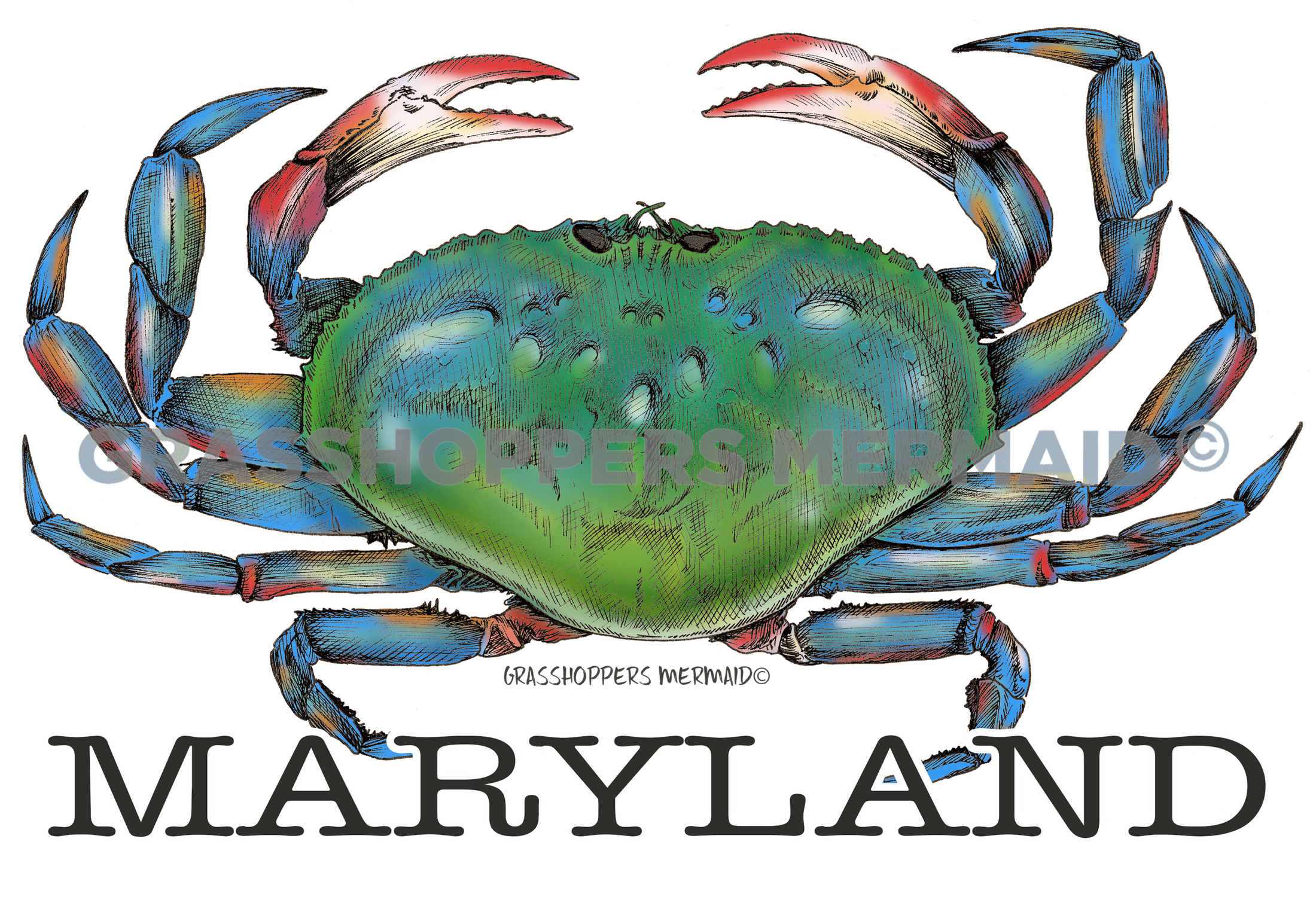 Blue Crab Solo