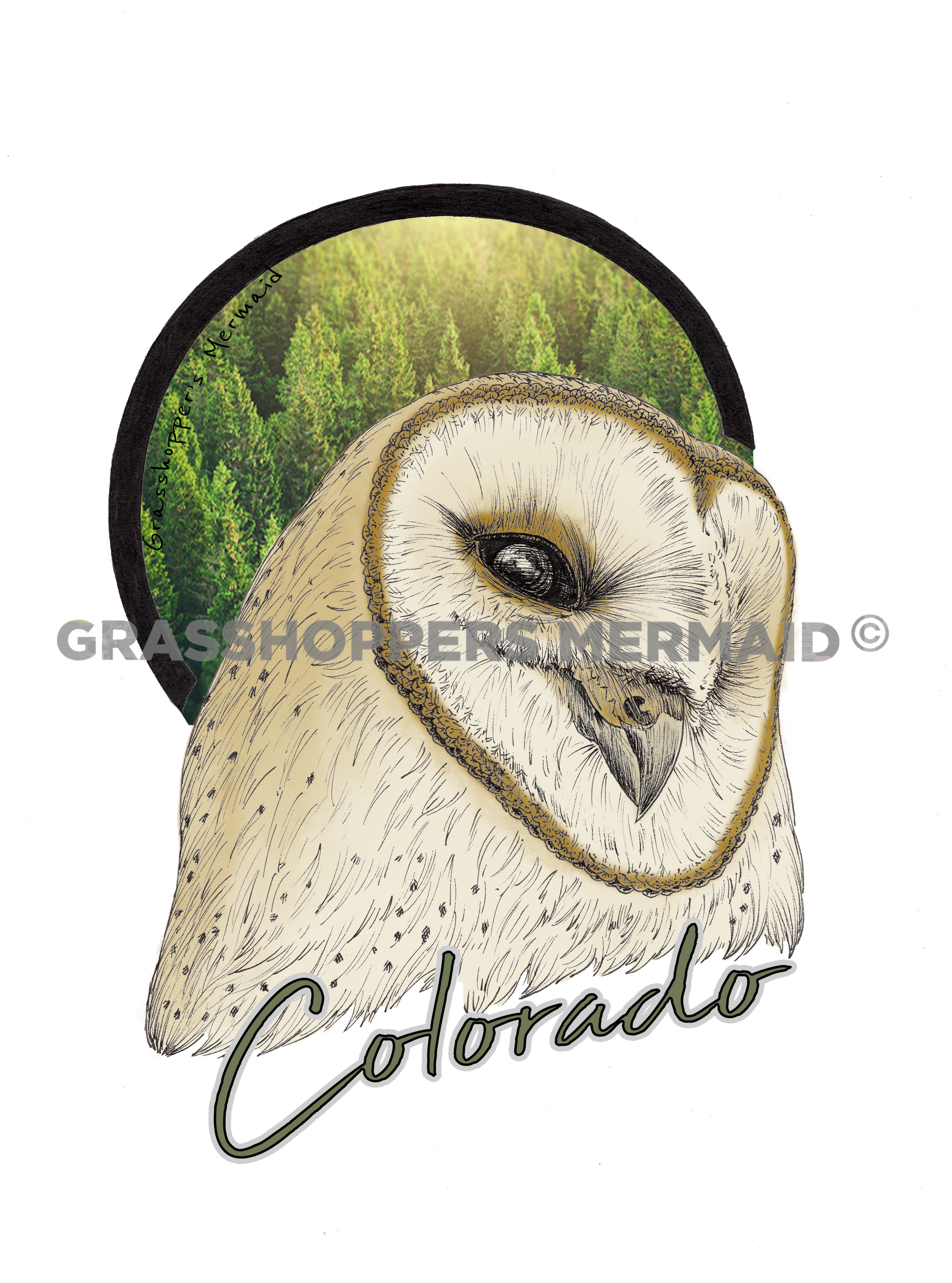 Barn Owl
