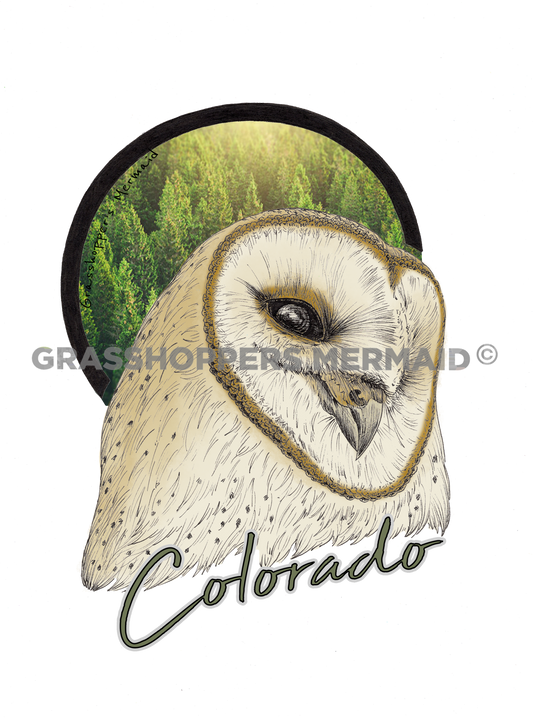 Barn Owl