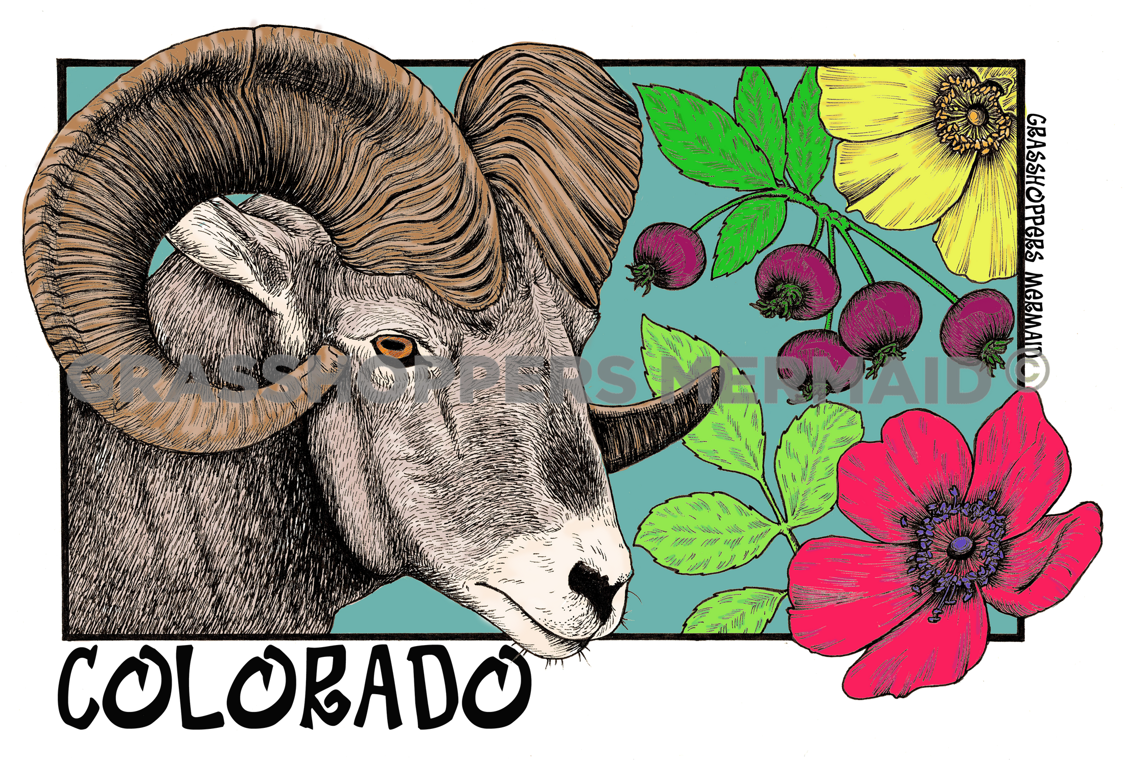 Big Horn Sheep