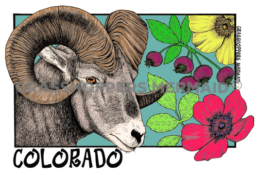 Big Horn Sheep