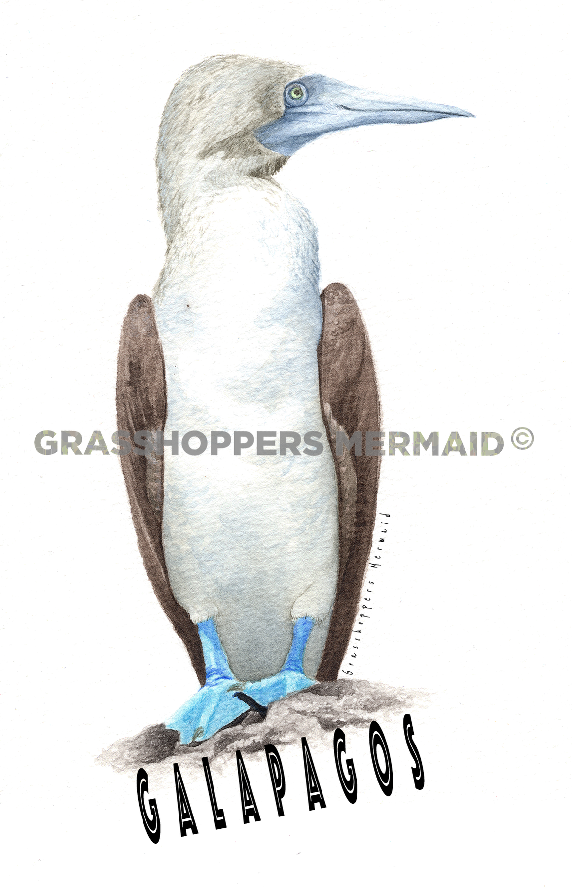 Blue Footed Booby