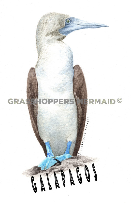 Blue Footed Booby
