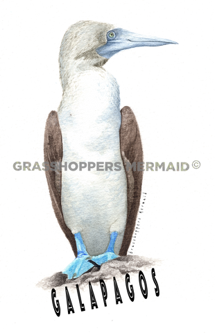 Blue Footed Booby