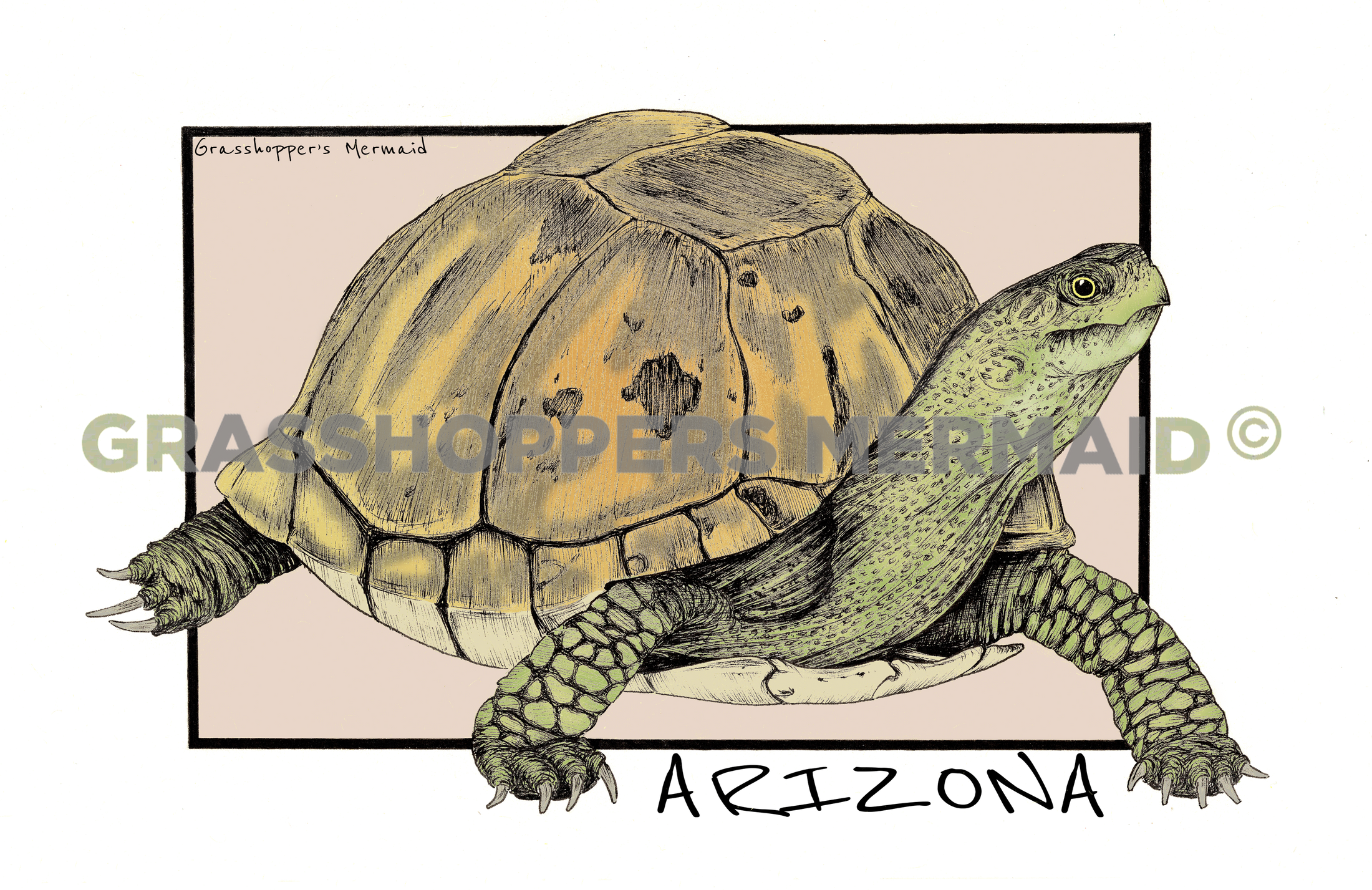 Box Turtle