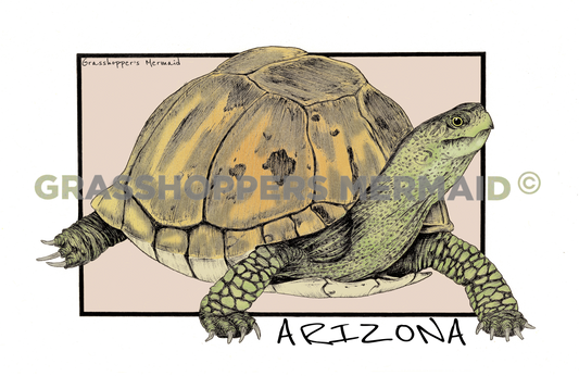 Box Turtle