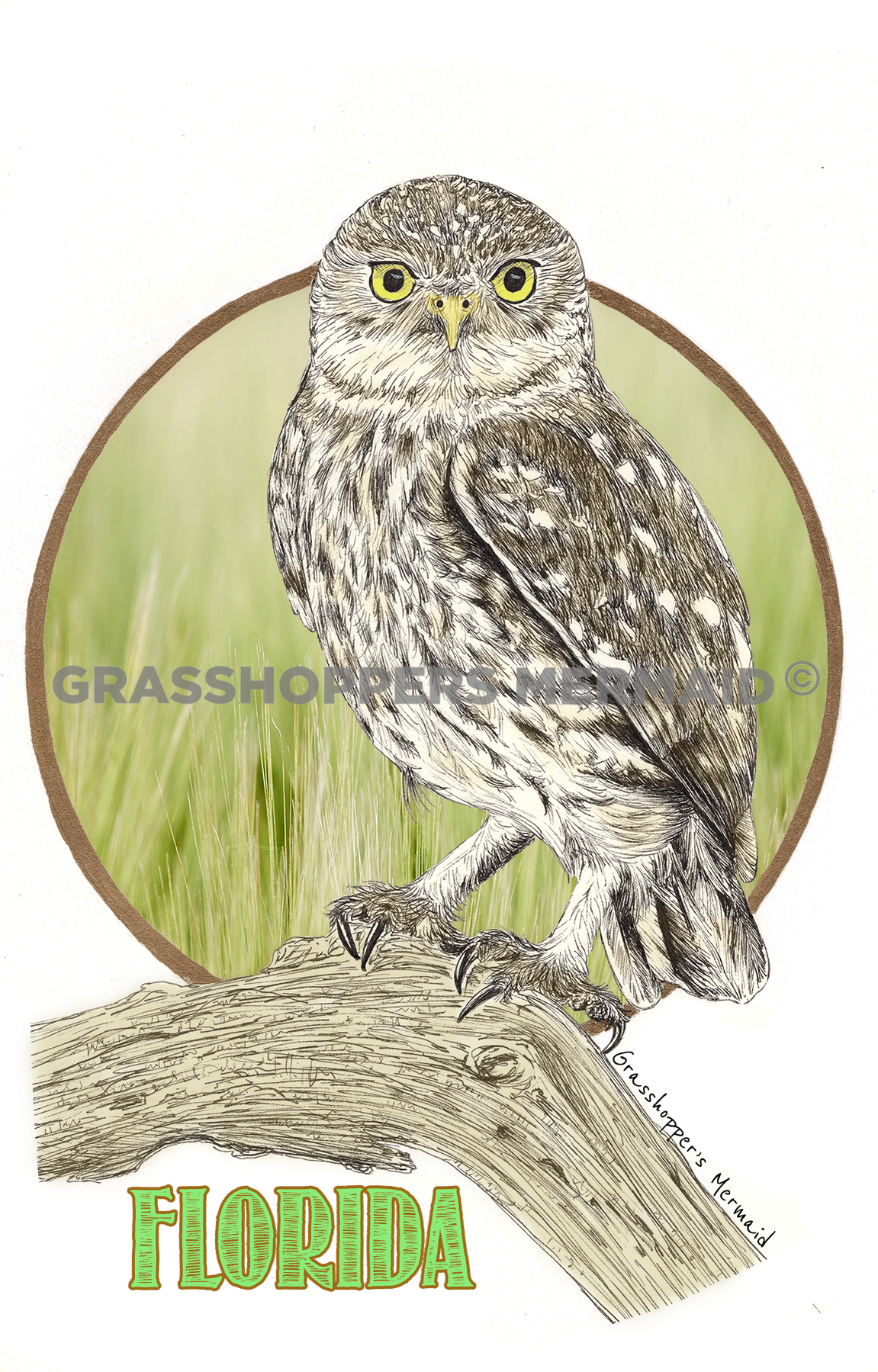 Burrowing Owl