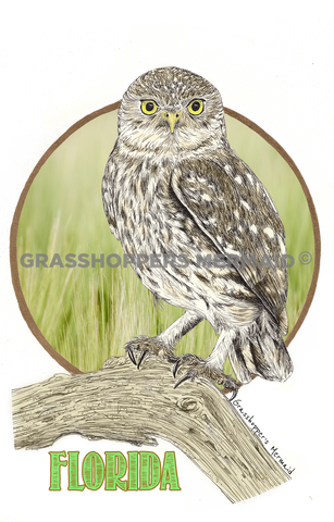 Burrowing Owl