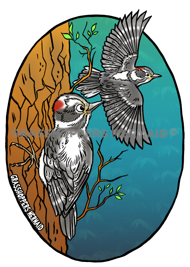 Downy Woodpecker