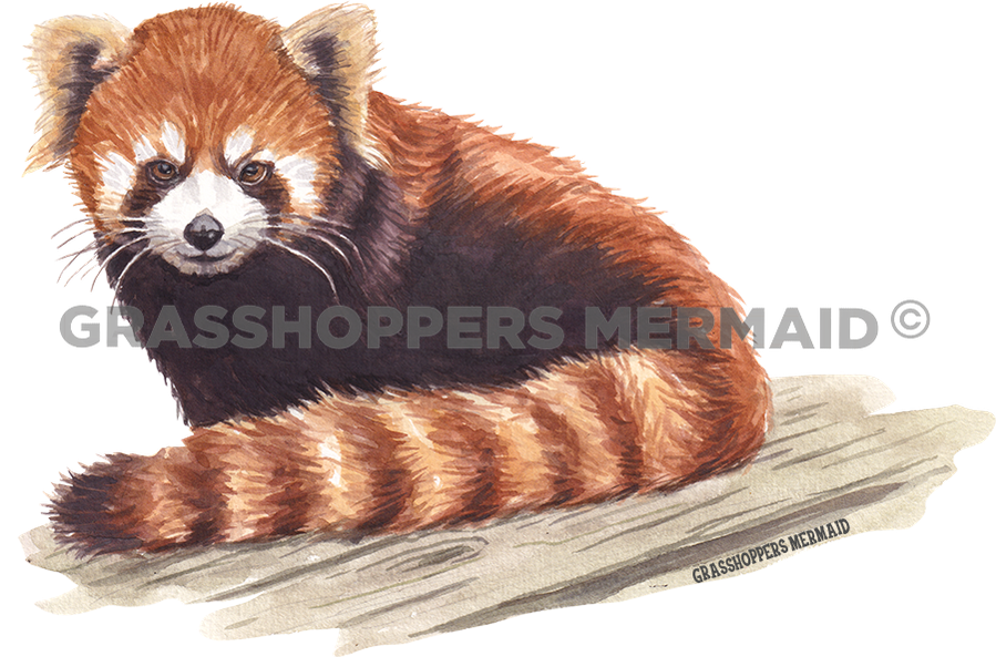 Red Panda Gaze