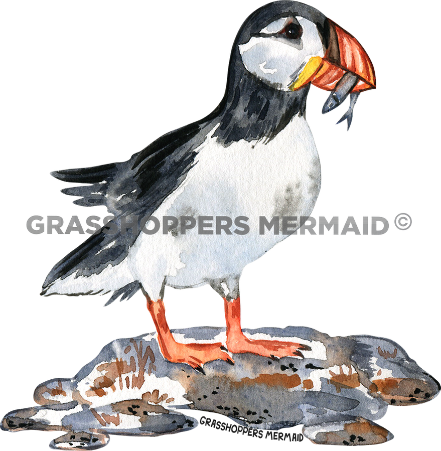 Hungry Puffin