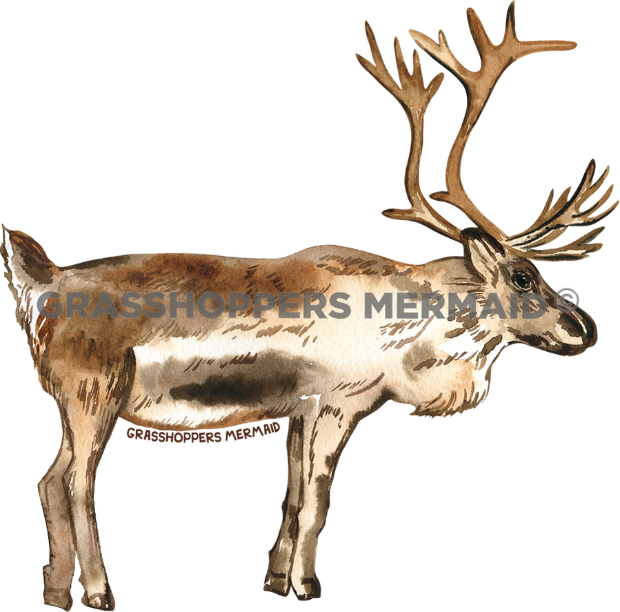 Watercolor Caribou