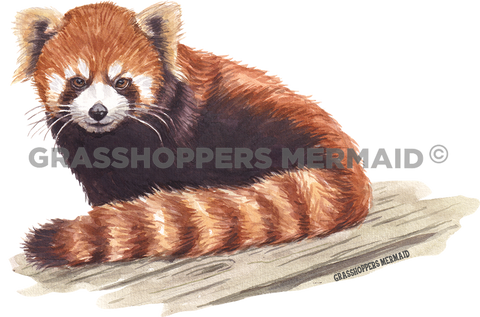 Red Panda Gaze