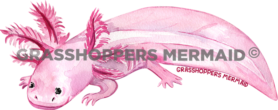 Axolotl