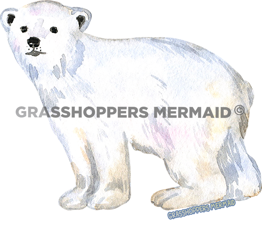 Polar Bear Cub