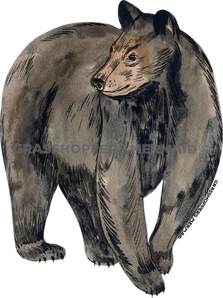 Black Bear Gaze