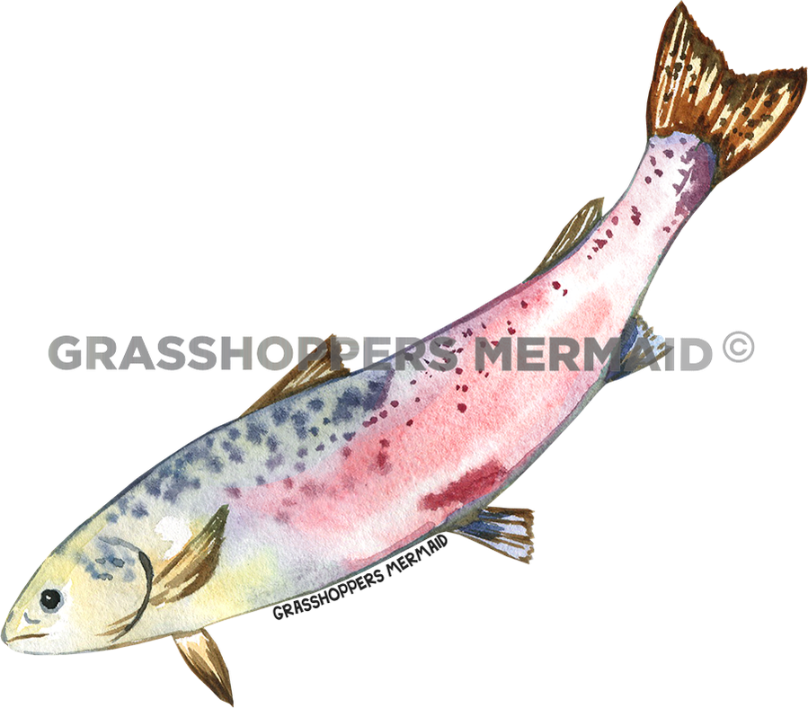 Watercolor Salmon