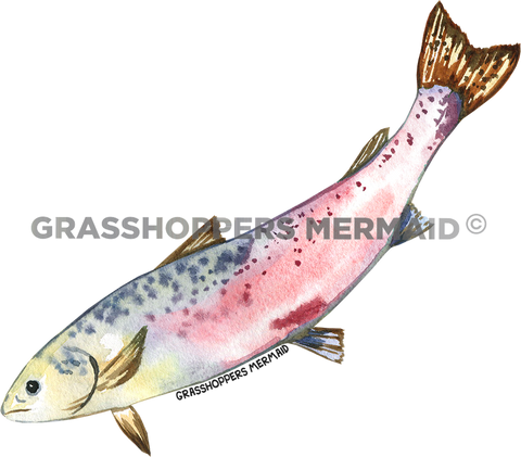 Watercolor Salmon