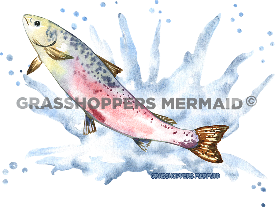 Watercolor Salmon Splash