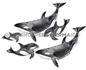 Killer Whale Family