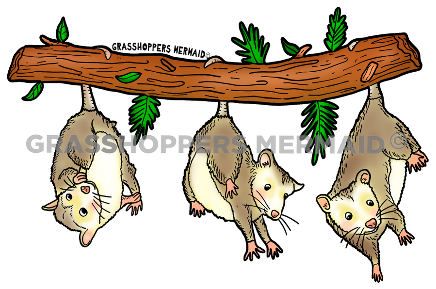 Possum Tripplets