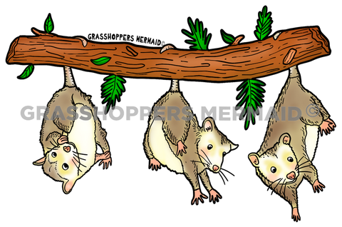 Possum Tripplets