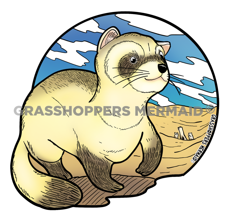 Black Footed Ferret