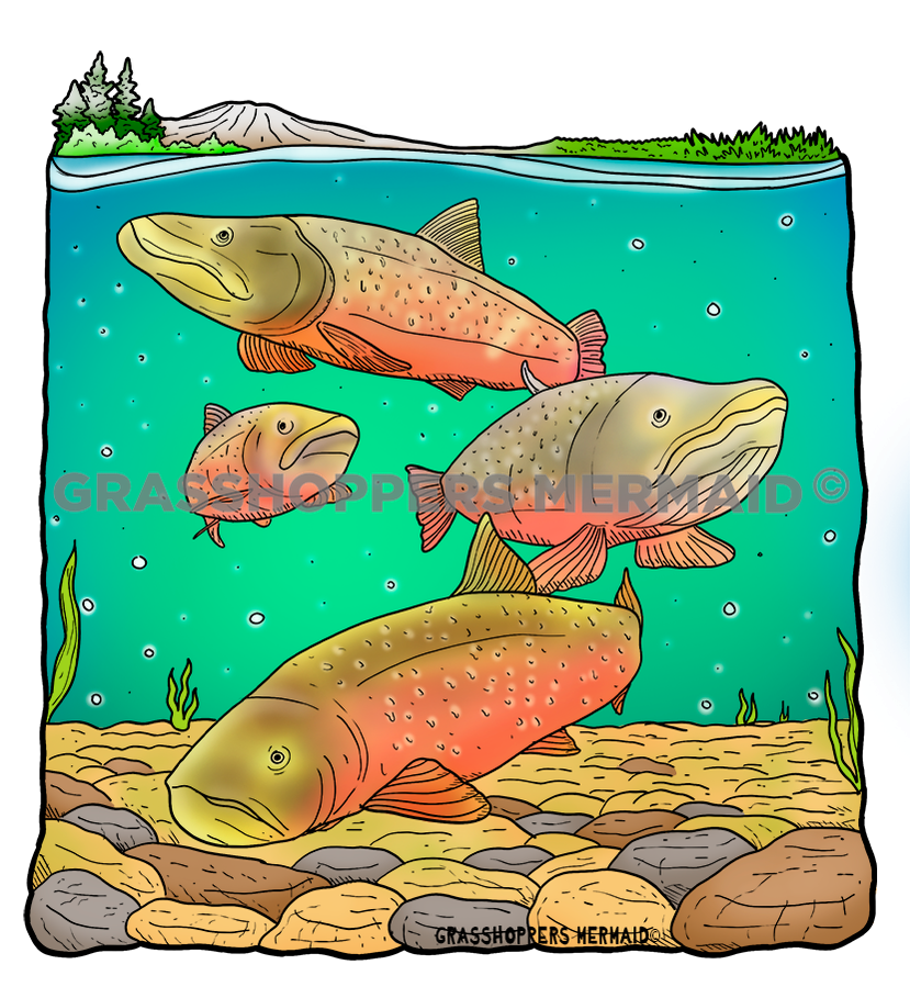 Bull Trout