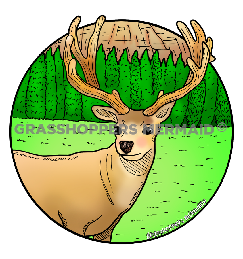 Mule Deer