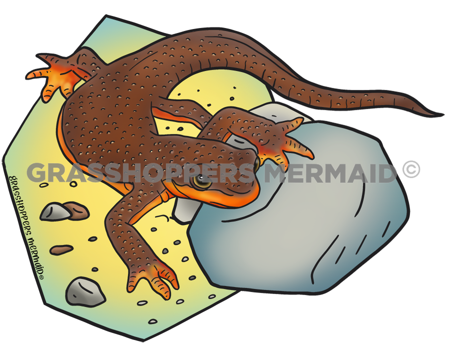 Mazama Newt