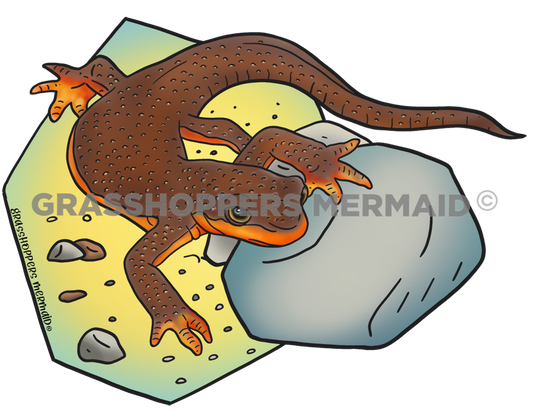 Mazama Newt