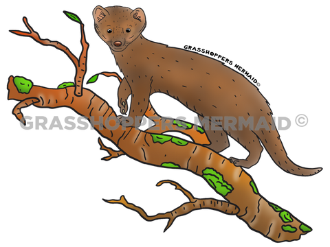 Pacific Fisher