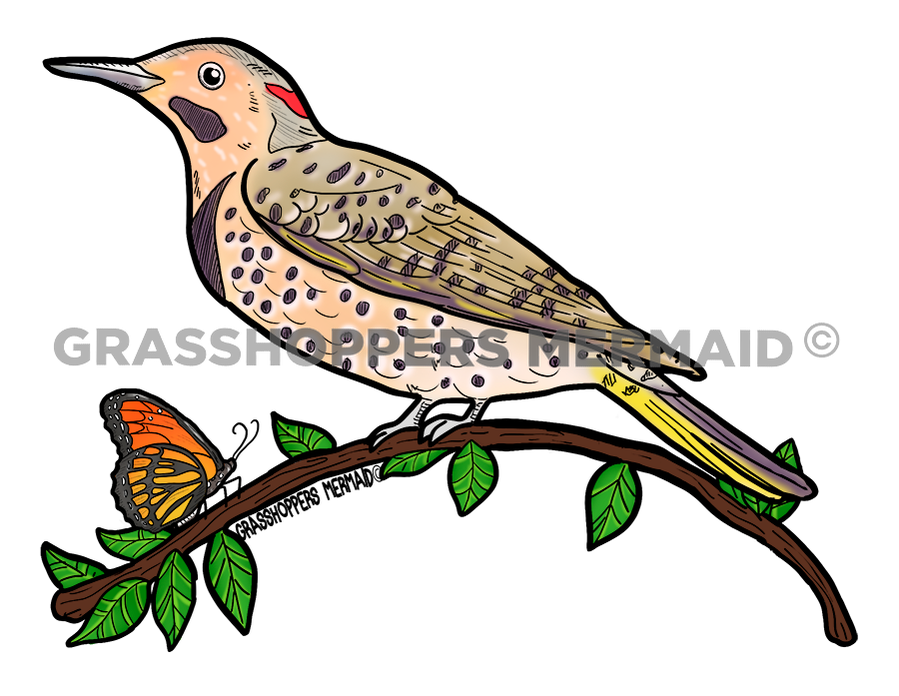 Northern Flicker Solo