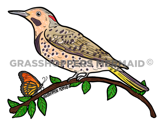 Northern Flicker Solo