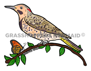 Northern Flicker Solo