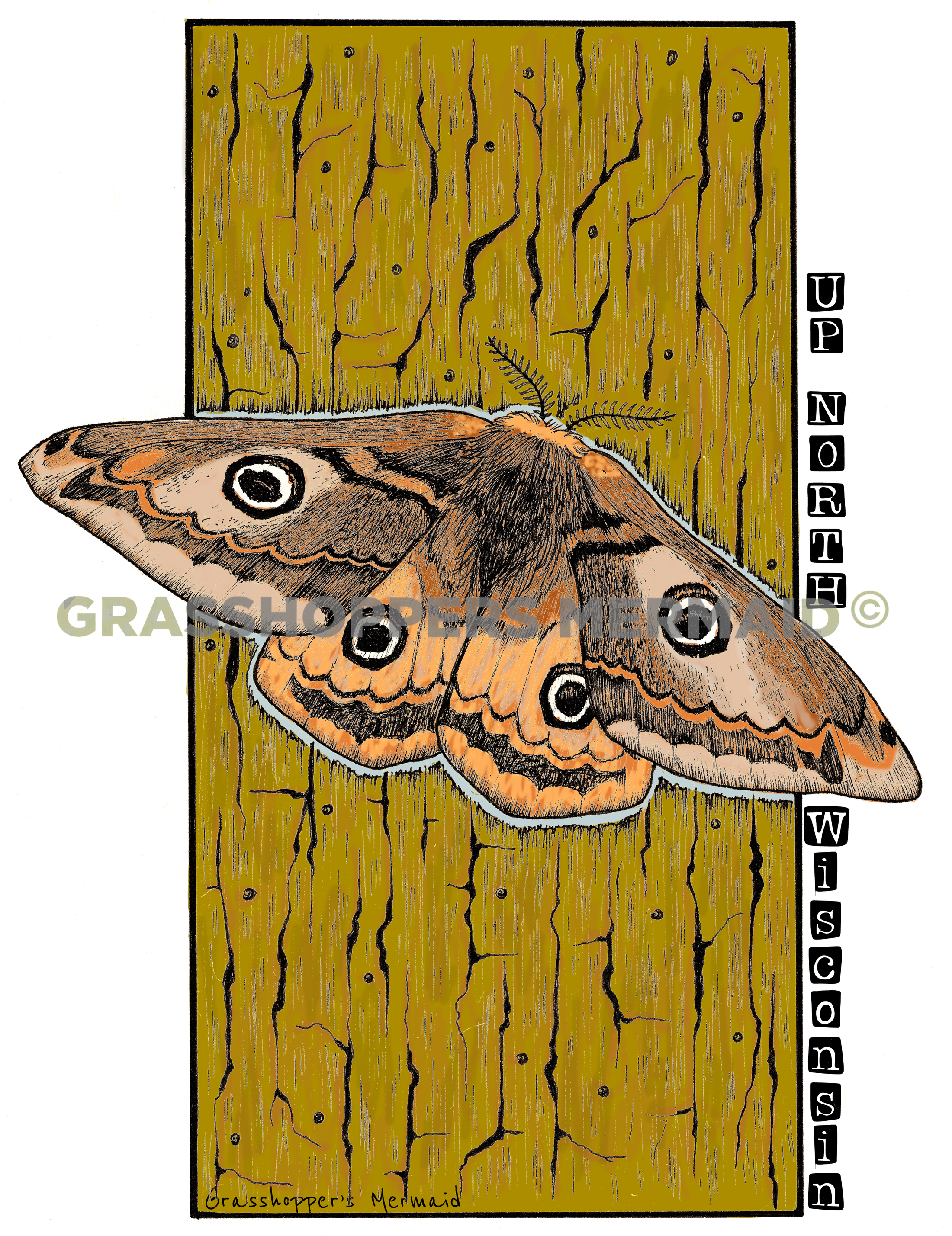 Emperor Moth