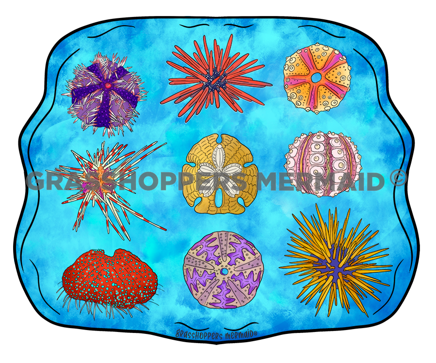Sea Urchin Collage