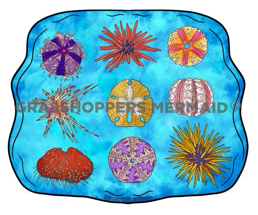 Sea Urchin Collage