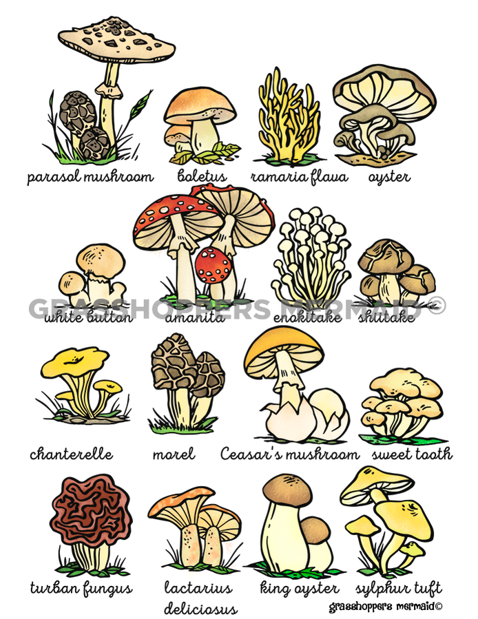 A rectangular sticker featuring a scientific-style collage of 16 different mushroom species, including Amanita, Morel, and Chanterelle, each with its name written in cursive underneath.
